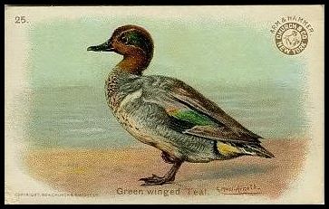 25 Green-winged Duck